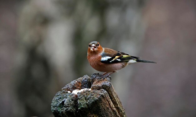 Buchfink an einer Nahrungsstelle im Wald