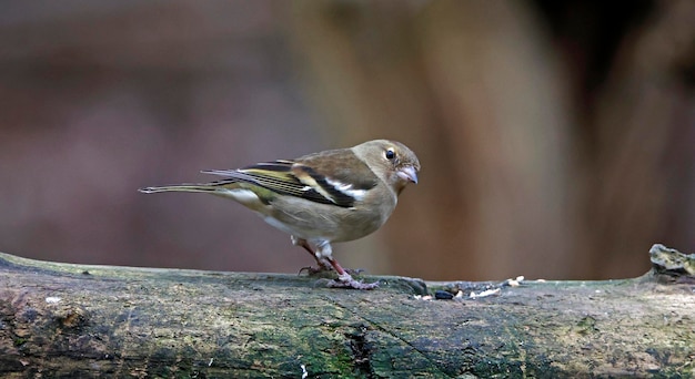 Buchfink an einer Nahrungsstelle im Wald