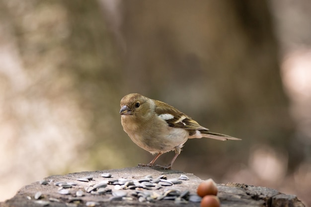 Buchfink auf Ast