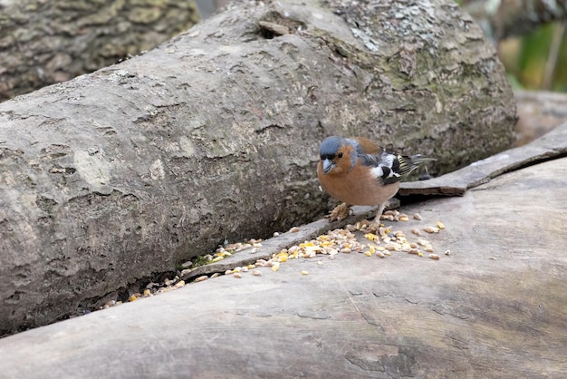 Buchfink, der Samen auf einem toten Baum isst