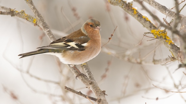 Buchfink, Fringilla Coelebs sitzt auf einem Ast in einem Winterwald.