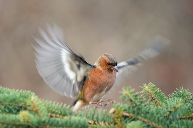 Buchfink, Fringilla Coelebs, Vogel im Flug. Männlich.