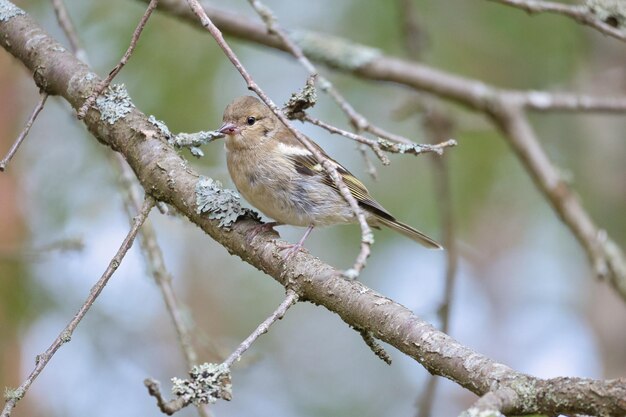 Buchfink jung auf einem Ast im Wald Braun grau grün Gefieder Singvogel