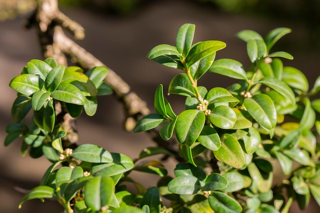 Buchsbaum buxus sempervirens junge Buchsbaumblätter auf einem Ast