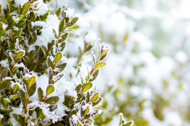 Buchsbaumstrauch mit grünen Blättern bedeckt mit Schnee_