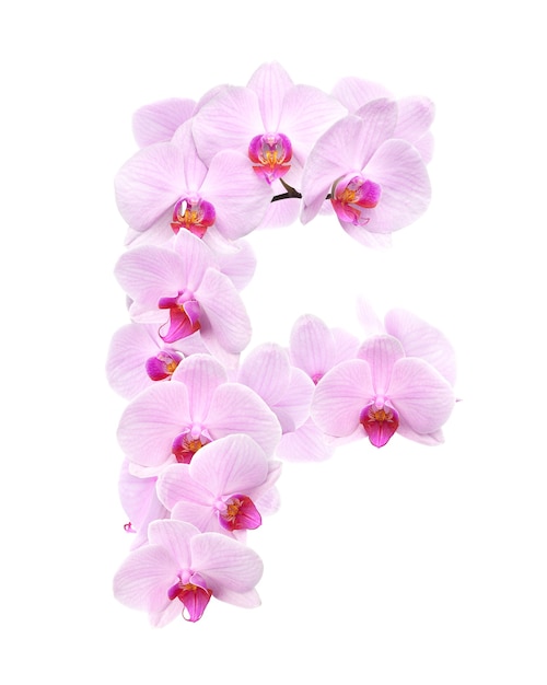Buchstabe F aus Orchideenblüten. isoliert auf weiß