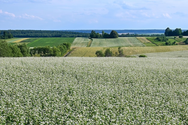 Buchweizen blüht auf landwirtschaftlichen Feldern