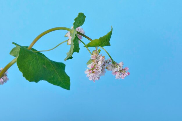 Buchweizen in voller Blüte auf blauem Hintergrund