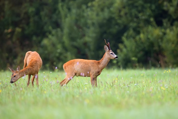 Buck cervo com corça no wildx9