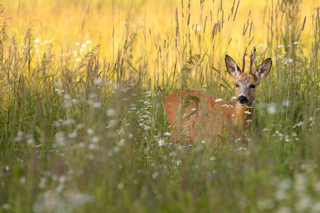 Buck cervo em uma clareira