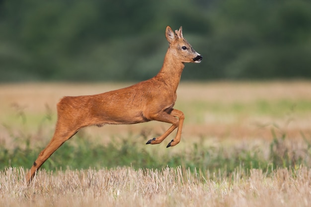 Buck corzo corriendo en un campo de cosecha en verano