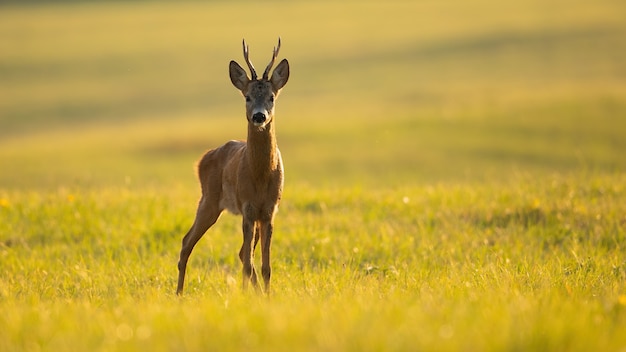 Buck Corzo mirando en prado verde en verano la luz del sol