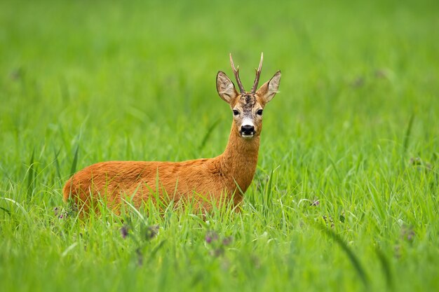 Buck de los corzos de pie sobre una hierba verde alta y mirando a la cámara