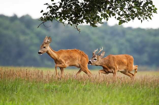 Buck de los corzos siguiendo a la gama en el campo en verano.