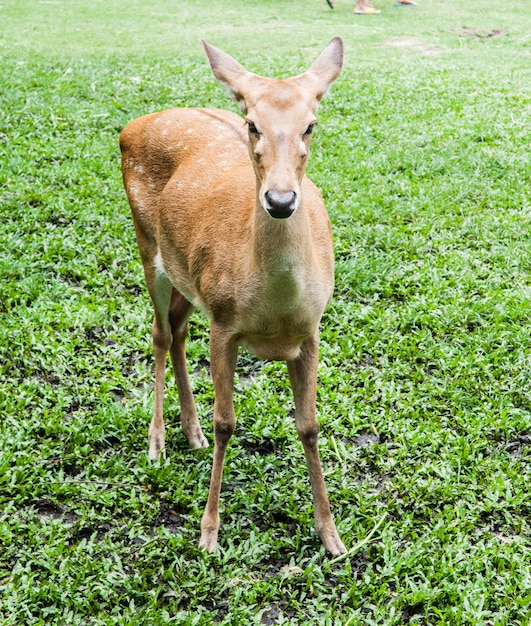 Buck deer con ciervos en la naturaleza