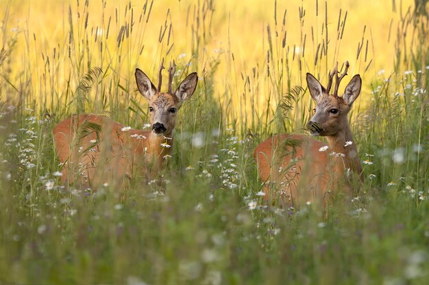 Buck deers em uma clareira