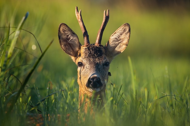 Buck joven corzo tumbado en un prado y mirando a la cámara