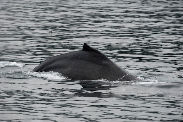 Buckelwalschwanz beim Abstieg in Glacier Bay Alaska