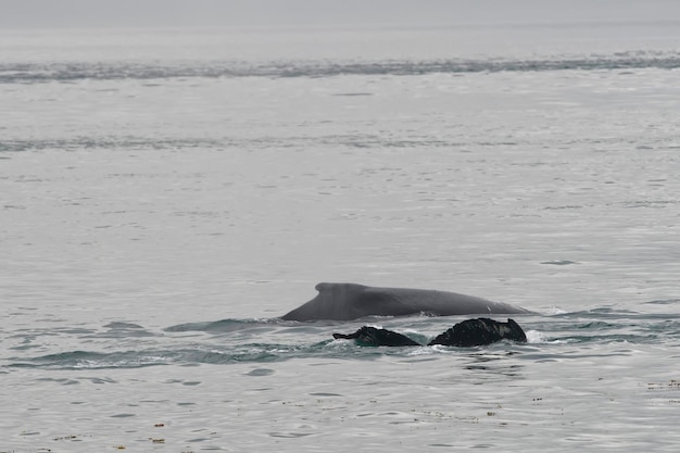 Buckelwalschwanz beim Abstieg in Glacier Bay Alaska