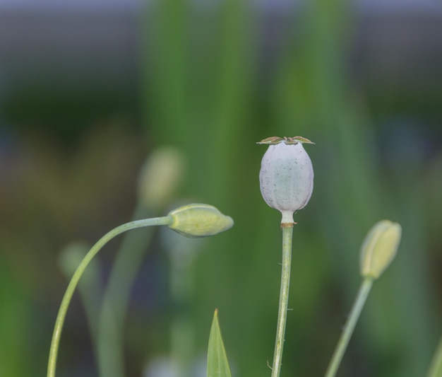 Bud y cabeza de amapola verde. Amapola de opio.