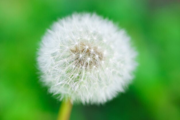 Bud cerrado de un diente de león Dandelion flores blancas en hierba verde foto de alta calidad