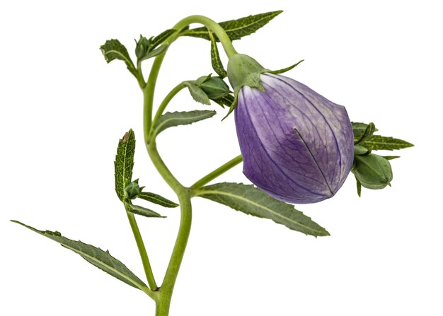 Bud de la flor de platycodone aislado sobre un fondo blanco