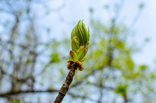 Bud Kastanie