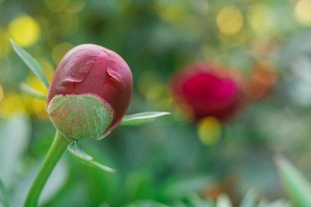 Bud pronto para estourar de peônia vermelha brilhante com folhas verdes florescendo no jardim. jardinagem, botânica, natureza.