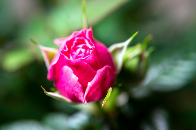 Bud rosa rosa fecha a profundidade de campo rasa