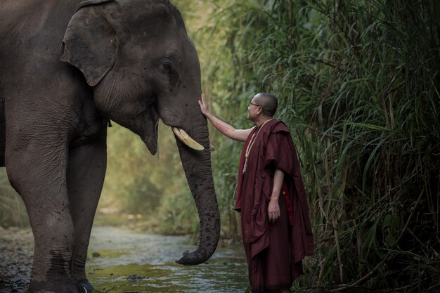 Buda compassivo e elefantes tailandeses