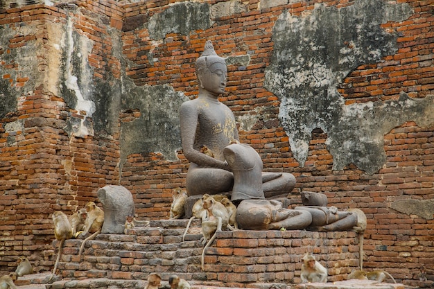 Buda e macaco na Tailândia.