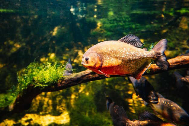 Budapeste, Hungria 17 de junho de 2017 Tropicarium Aquário Budapeste