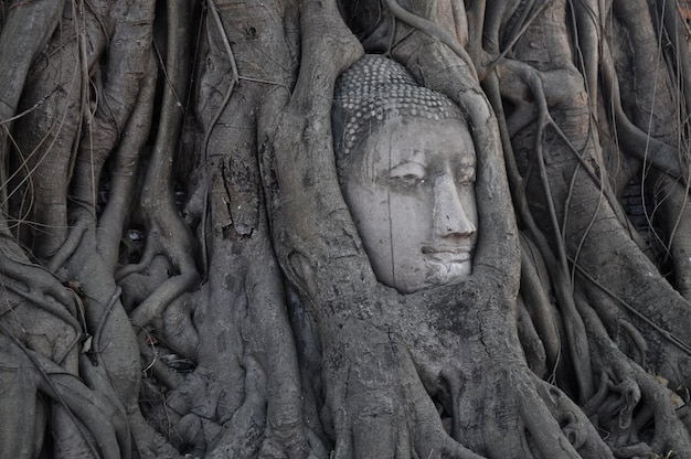 Buddha-Kopf im Baum in Ayudhaya Thailand