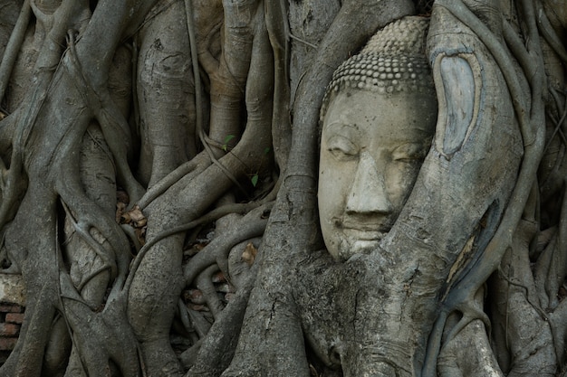 Buddha Kopf in einen Baum geschnitzt