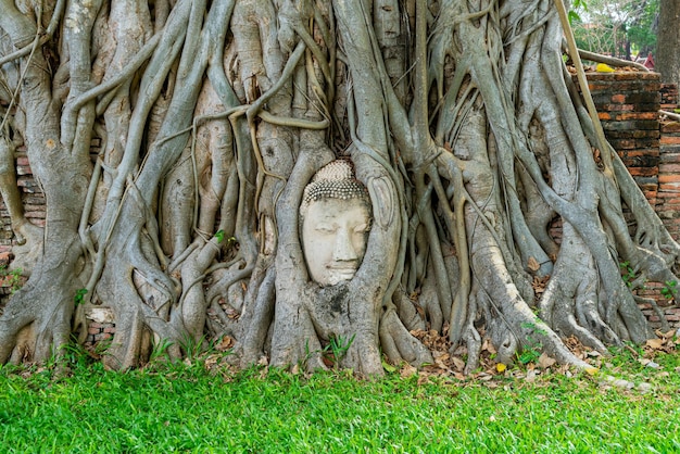 Buddha-Kopf-Statue mit gefangen in Bodhi-Baum-Wurzeln im Wat Mahathat im Ayutthaya Historical Park, Thailand