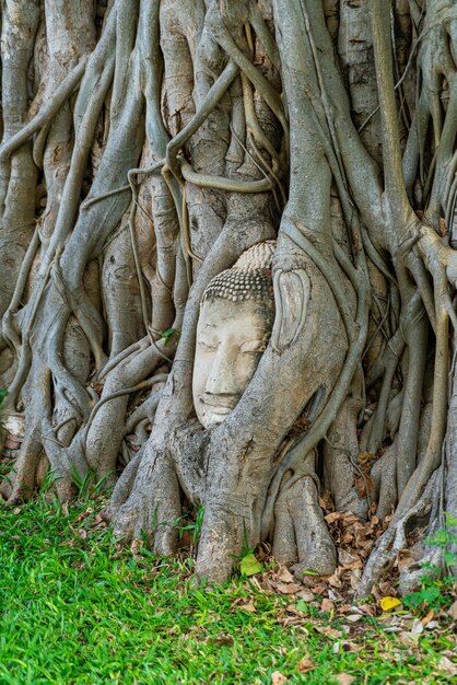 Buddha-Kopf-Statue mit gefangen in Bodhi-Baum-Wurzeln im Wat Mahathat