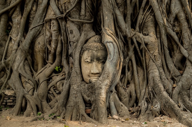 Buddha Kopf verwurzelt.