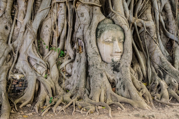Buddha-Kopfbaum Wat Maha That (Ayutthaya)