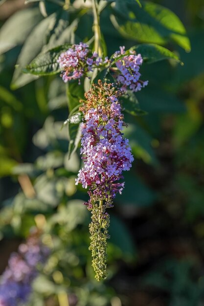 Buddleja japonica flor roxa no projeto do jardim