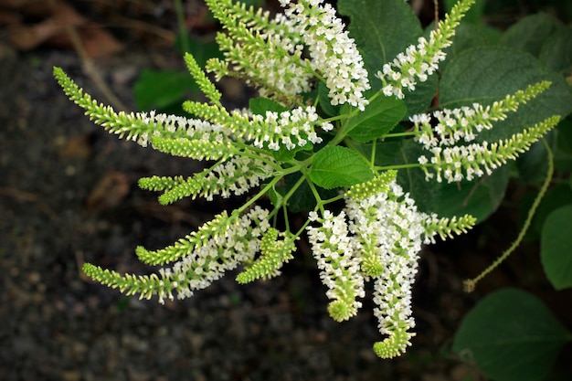 Buddleja paniculata en un hermoso jardín.