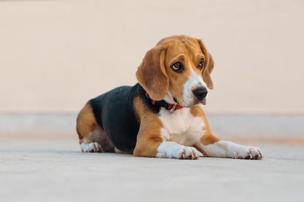 Foto buddy the beagle diz que não vou jogar a menos que receba o deleite que estás a esconder no teu bolso, papá.