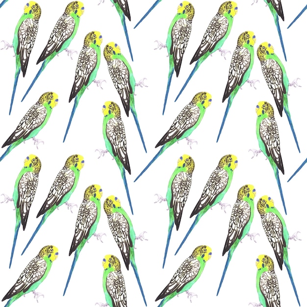 Budgerigar o Melopsittacus undulatus pájaro acuarela sin costuras aves de fondo de pintura