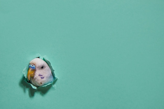 Budgie de un agujero en papel verde. minimalismo