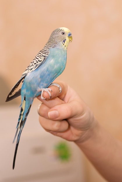 Budgie em uma mão