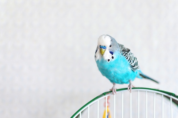 Budgie ondulado azul sentado na gaiola