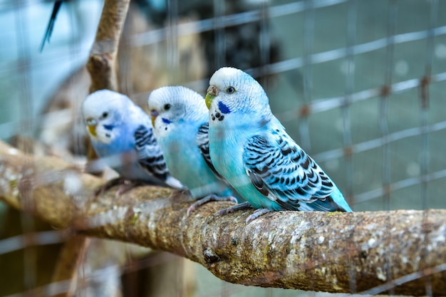 Budgies