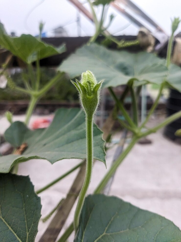 Budón de la flor de la calabaza