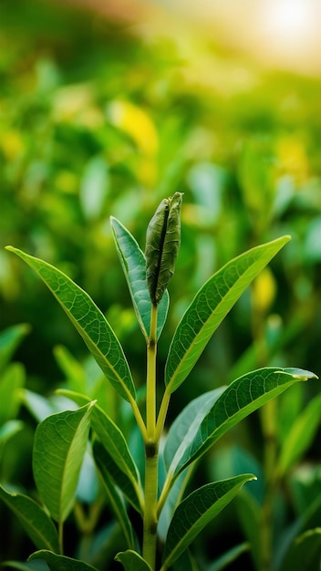 Budos de chá verde e folhas de chá verde plantações e ensolarado de manhã