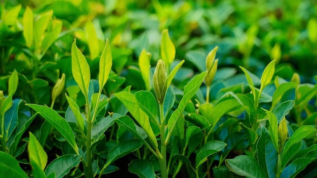 Budos de chá verde e folhas de plantações de chá verde pela manhã