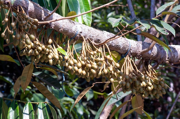 Budos de flores de durian Durio zibethinus rei das frutas florescendo do ramo da árvore